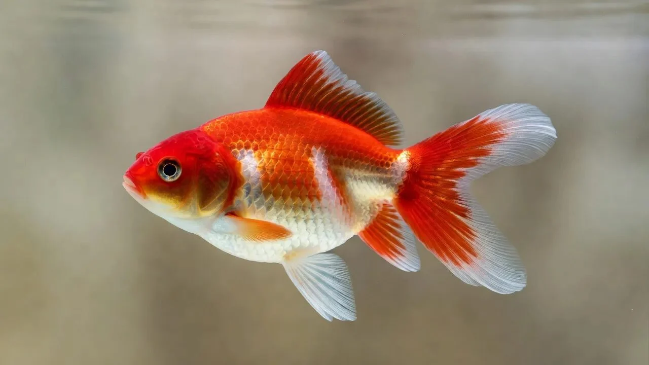 ปลาทองริวกิ้น สันหลังยกสูงเป็นโหนก ทรงสง่า สีแดงขาว